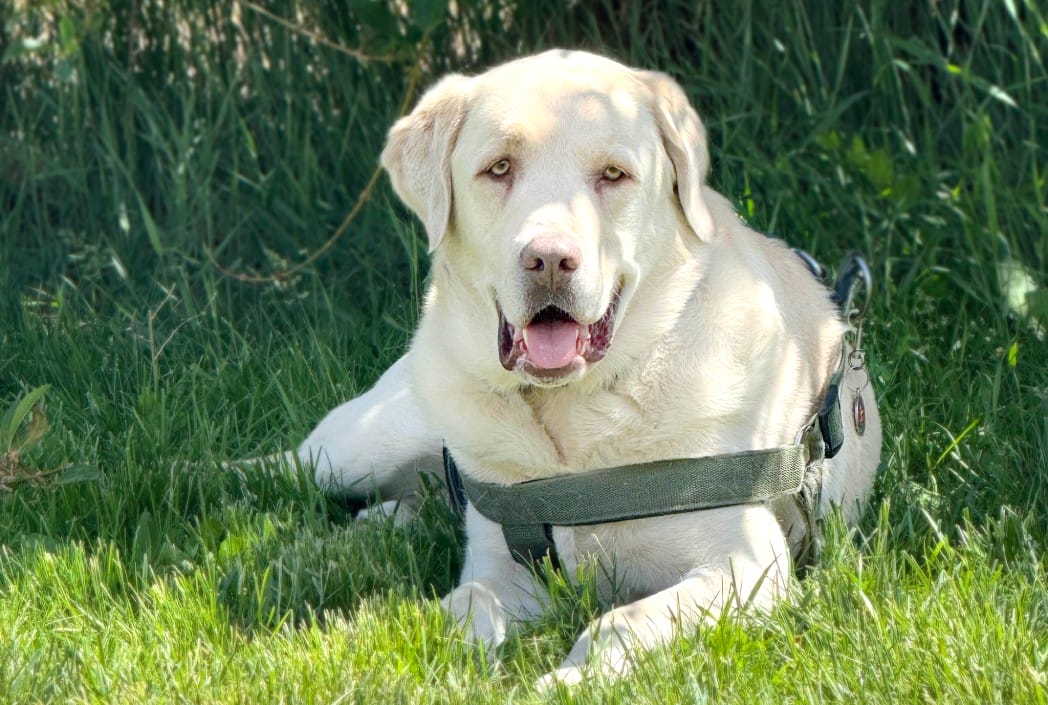Labrador Retriever amarillo acostado sobre exuberante hierba verde, con un arnés. El perro se ve contento, con la boca abierta y una expresión suave, lo que sugiere un día sereno y soleado.