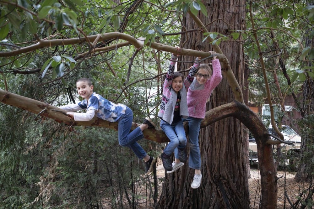 Tres niños jugando felices en las ramas de los árboles en un bosque. Dos niñas cuelgan de una rama, y un niño yace frente a otra rama. La escena es alegre y aventurera.
