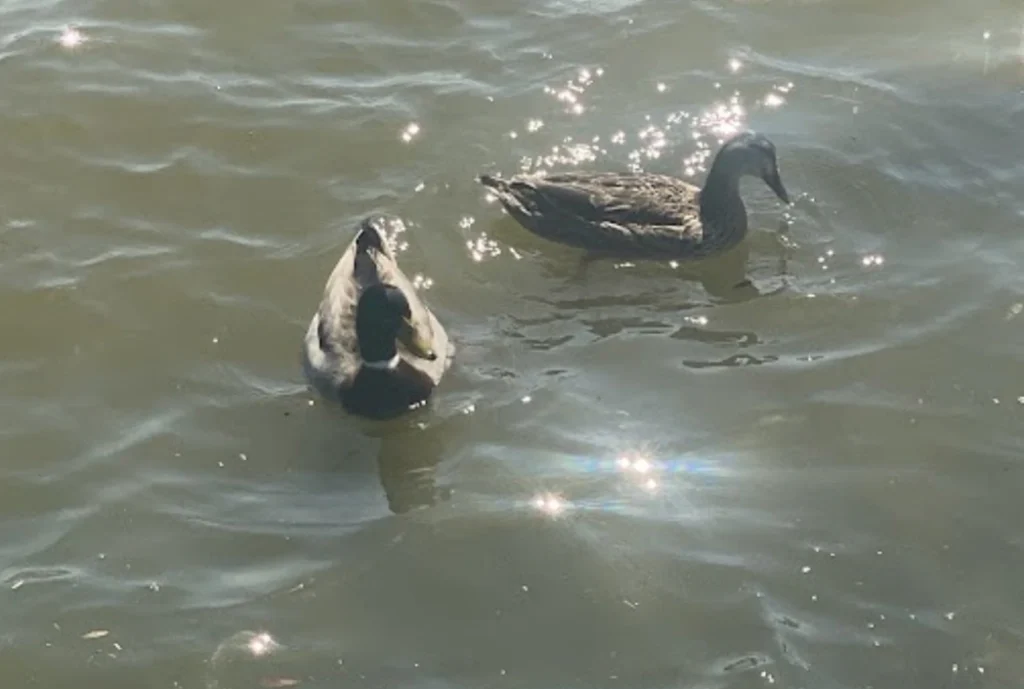 Two ducks swim in calm water, with sunlight sparkling on the surface, creating a peaceful and serene atmosphere.