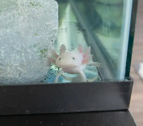 A pale axolotl with pink gills is in a clear aquarium, next to a large white rock. It looks curious, peering out with a serene expression.